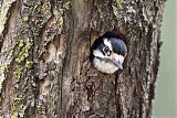 Downy Woodpecker